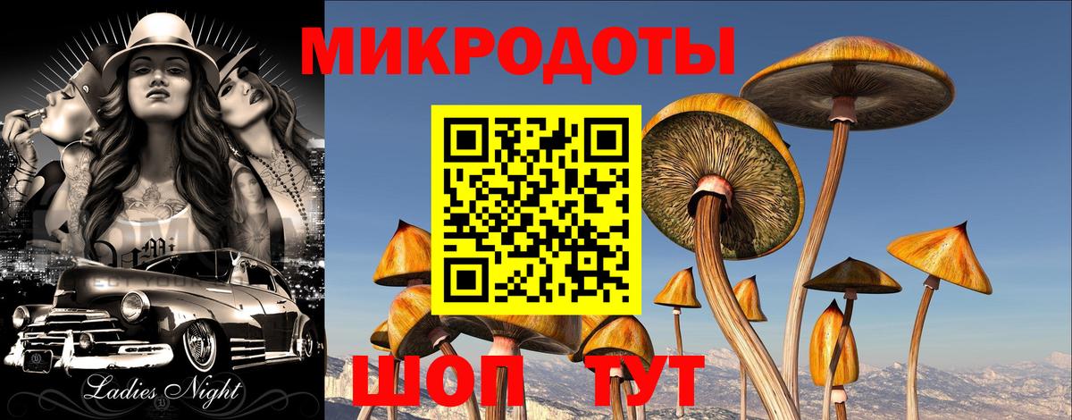 Галлюциногенные грибы Psilocybe  Звенигород 